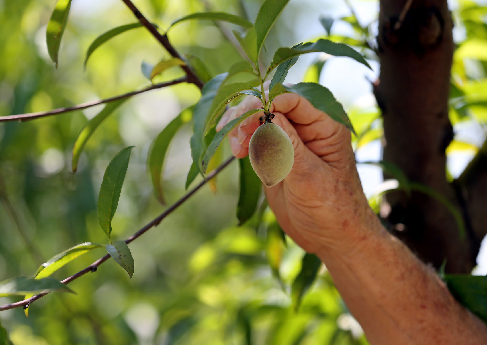 little peach pick.jpg